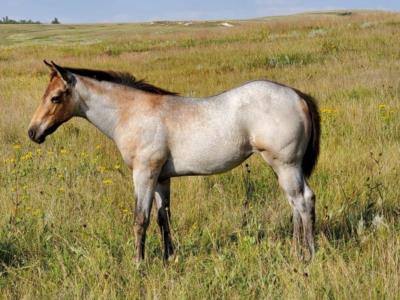 Reef Bartender JW <BR>AQHA PENDING